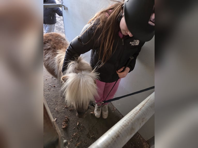 Shetland Castrone 4 Anni 82 cm Falbo in D&#xF6;llen