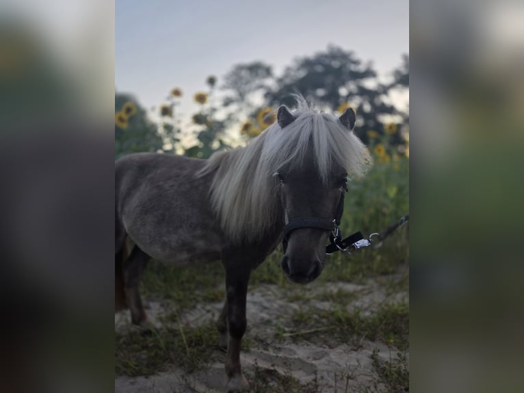 Shetland Castrone 4 Anni 82 cm Falbo in D&#xF6;llen