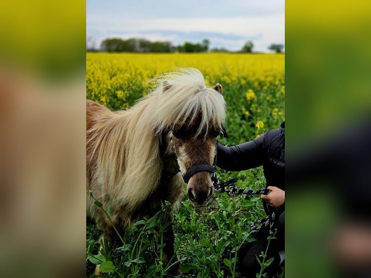 Shetland Castrone 4 Anni 82 cm Falbo in D&#xF6;llen