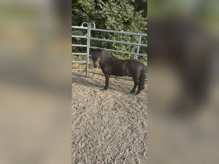 Shetland Castrone 4 Anni 95 cm Morello in Issum