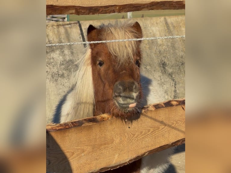 Shetland Castrone 4 Anni 95 cm Pezzato in Wolfegg