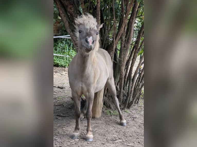 Shetland Castrone 4 Anni 98 cm Falbo in Thalwinkel
