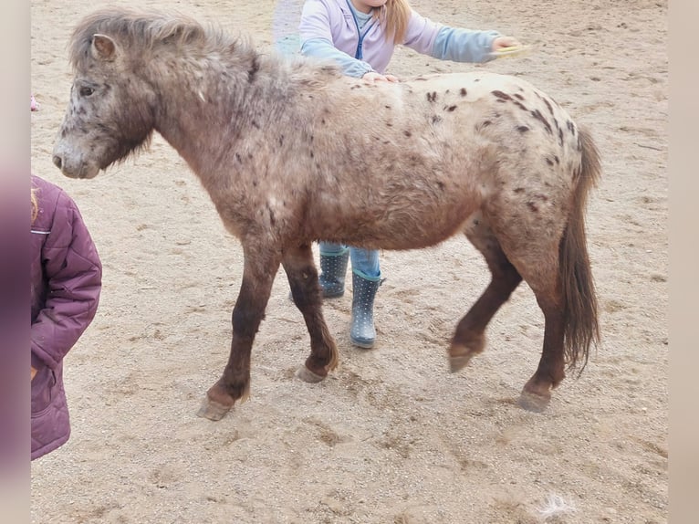 Shetland Castrone 5 Anni 103 cm Leopard in Strass in Steiermark