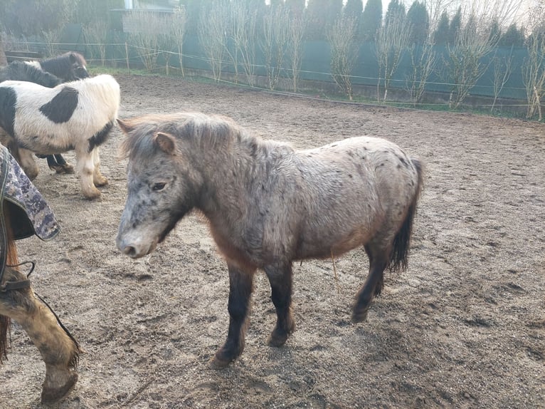 Shetland Castrone 5 Anni 103 cm Leopard in Strass in Steiermark