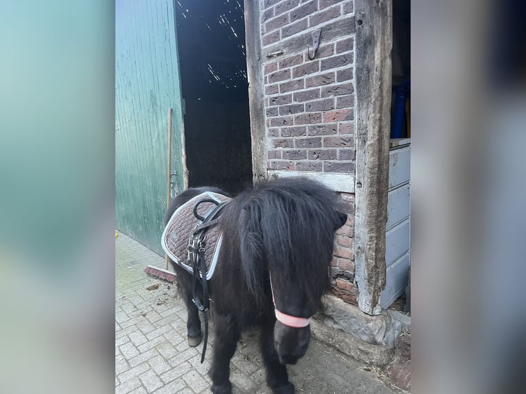 Shetland Castrone 5 Anni 105 cm Morello in Ascheberg