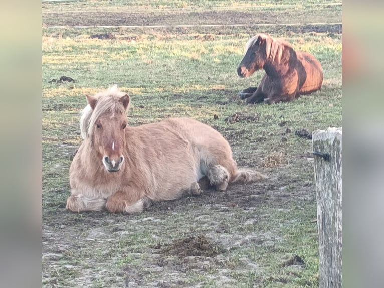 Shetland Mix Castrone 5 Anni 110 cm Falbo in Friedeburg Reepsholt, Hoheesche