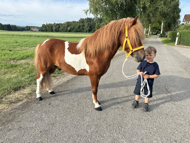 Shetland Castrone 5 Anni 112 cm Pezzato in Riedlingen