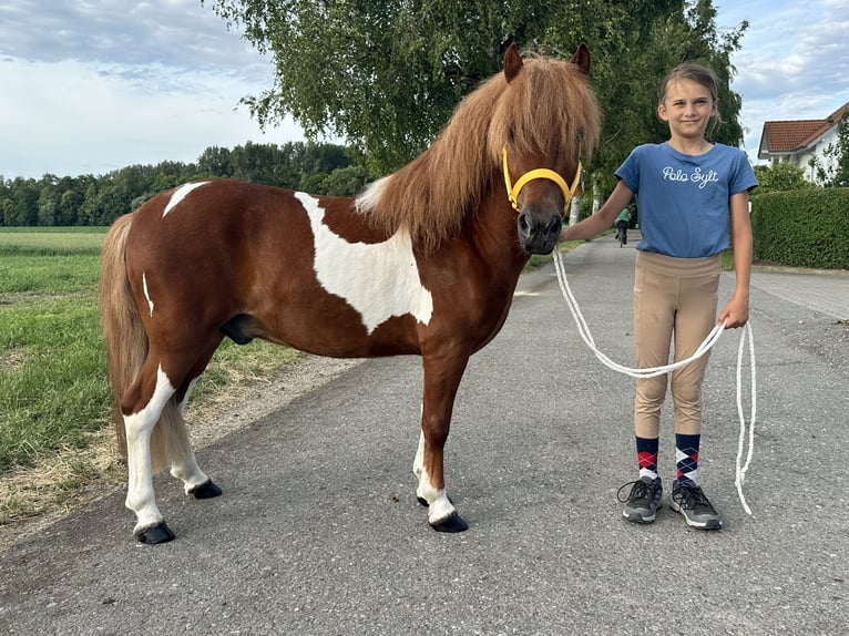 Shetland Castrone 5 Anni 112 cm Pezzato in Riedlingen