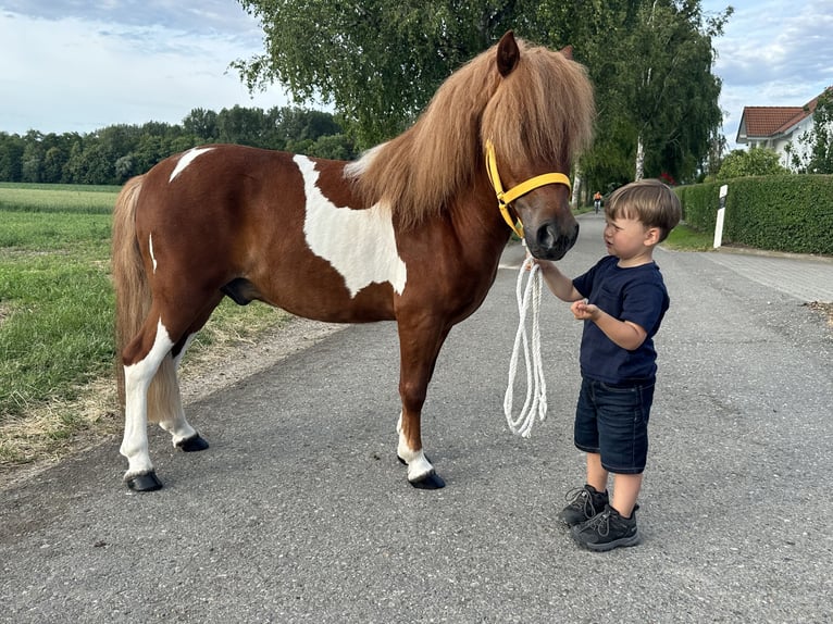 Shetland Castrone 5 Anni 112 cm Pezzato in Riedlingen