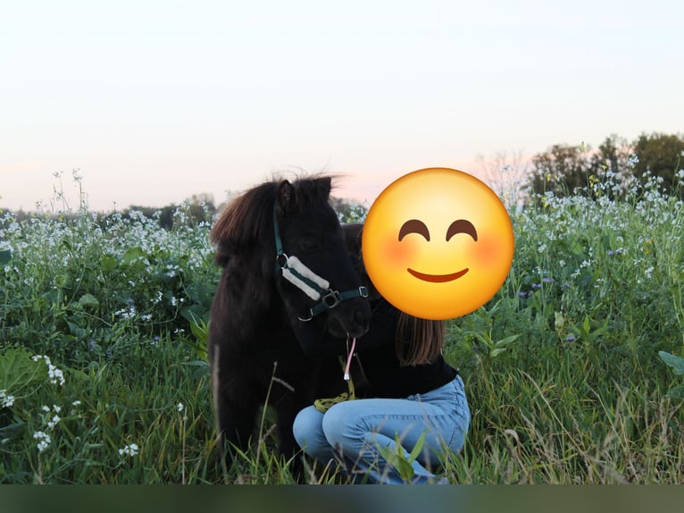 Shetland Castrone 5 Anni 83 cm Baio nero in Drensteinfurt
