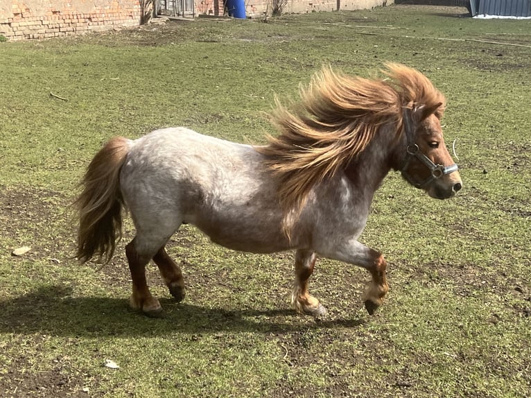 Shetland Mix Castrone 5 Anni 90 cm Sauro scuro in Kaltohmfeld