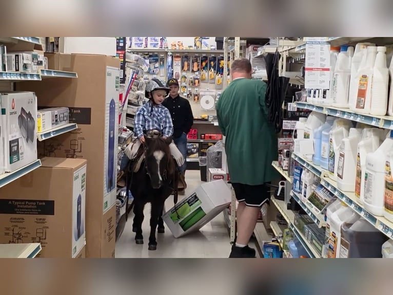 Shetland Mix Castrone 5 Anni 91 cm Morello in Monroe