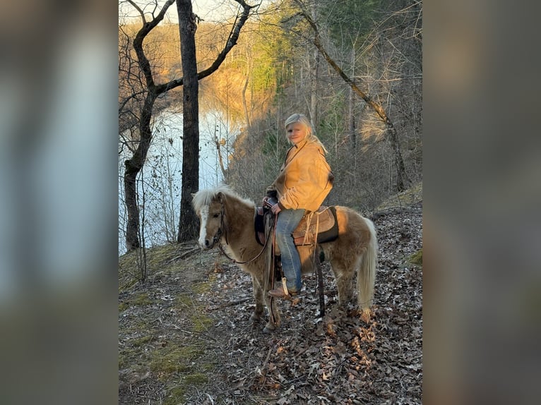 Shetland Castrone 5 Anni 94 cm Palomino in Antlers