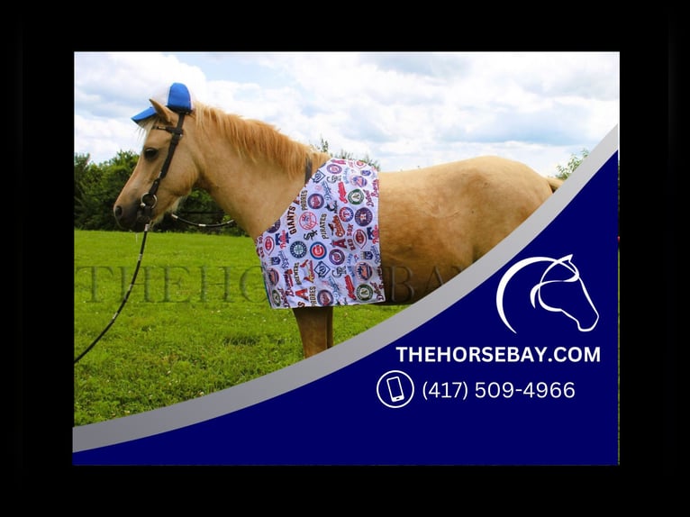 Shetland Castrone 5 Anni 94 cm Palomino in Paris, KY