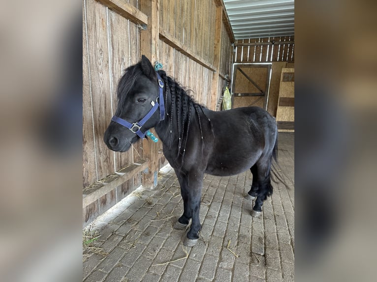 Shetland Castrone 5 Anni 95 cm Morello in Babenhausen