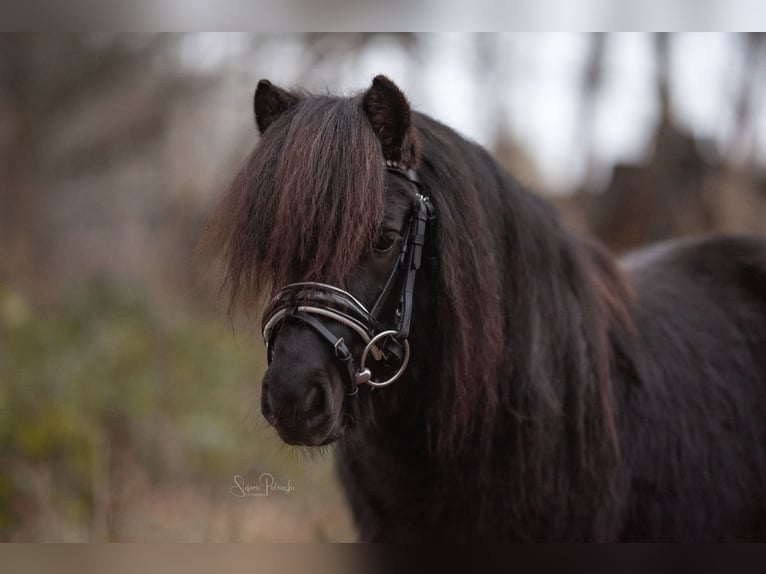 Shetland Castrone 5 Anni 98 cm Morello in Norderstedt