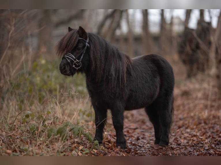 Shetland Castrone 5 Anni 98 cm Morello in Norderstedt