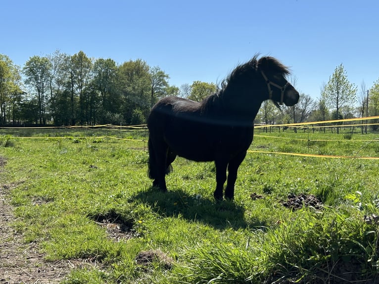 Shetland Castrone 6 Anni 110 cm Baio scuro in Aurich