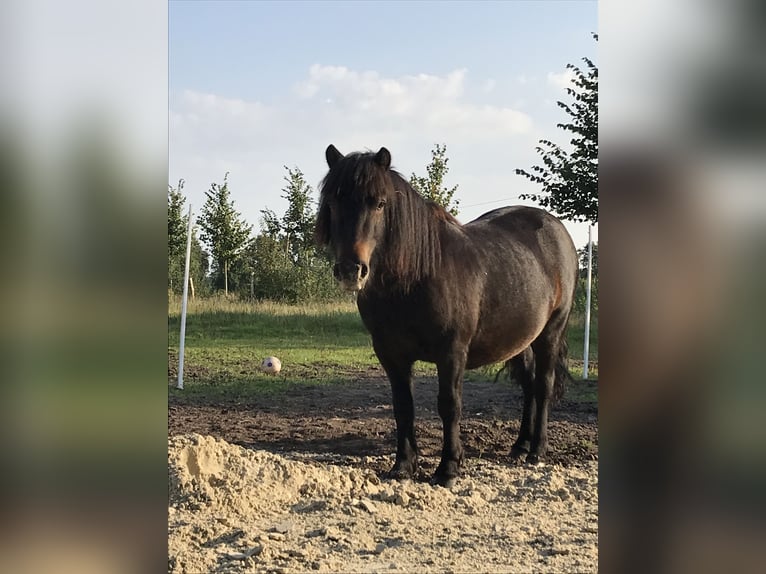 Shetland Castrone 6 Anni 110 cm Baio scuro in Aurich