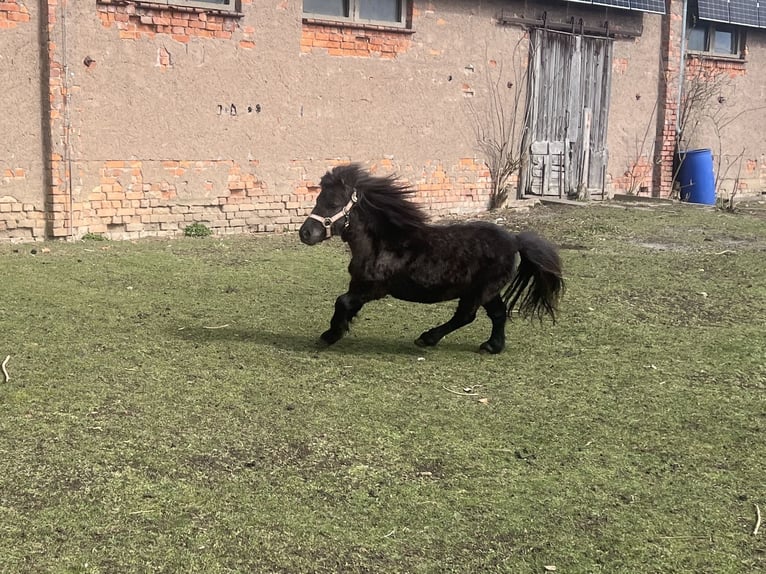 Shetland Castrone 6 Anni 70 cm Morello in Kaltohmfeld
