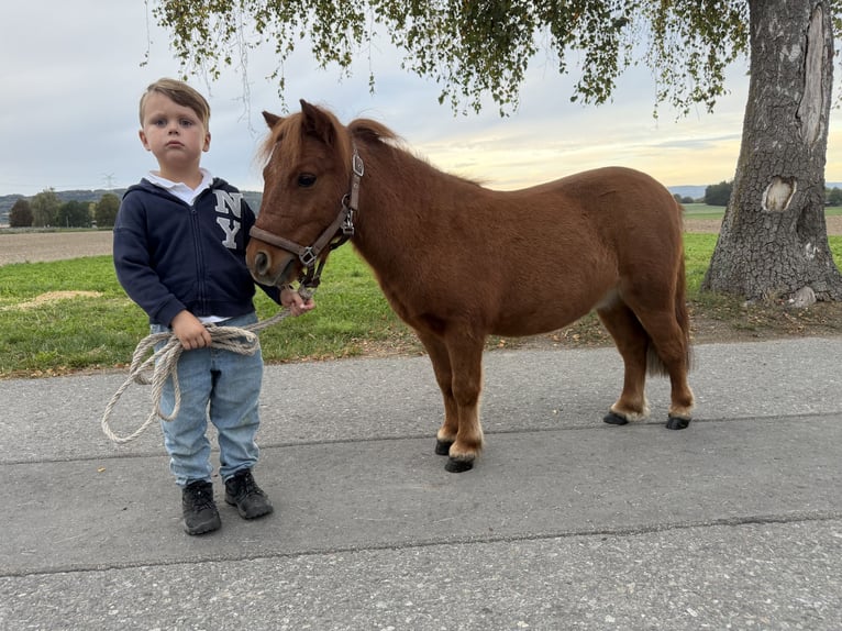 Shetland Castrone 6 Anni 80 cm Sauro in Riedlingen