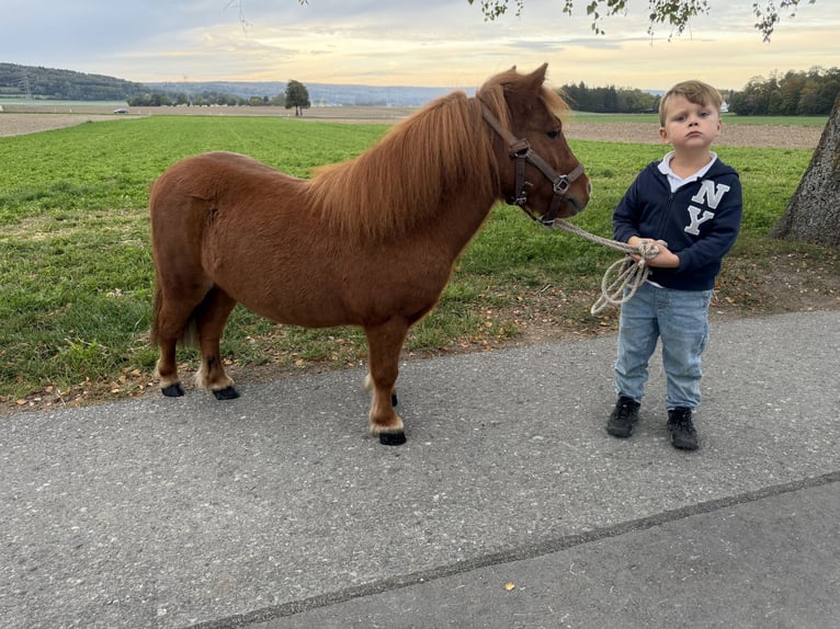 Shetland Castrone 6 Anni 80 cm Sauro in Riedlingen