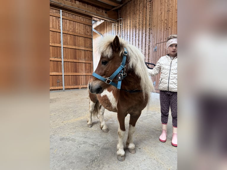Shetland Castrone 6 Anni 90 cm Pezzato in St.Michael