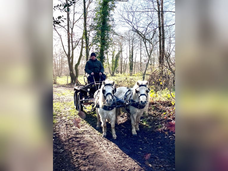 Shetland Castrone 6 Anni 95 cm Palomino in Halle