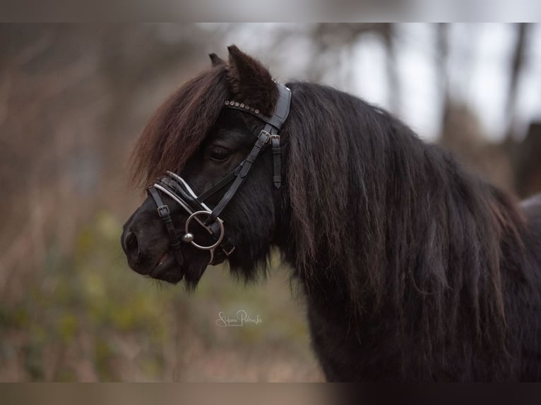 Shetland Castrone 6 Anni 99 cm Morello in Neumünster