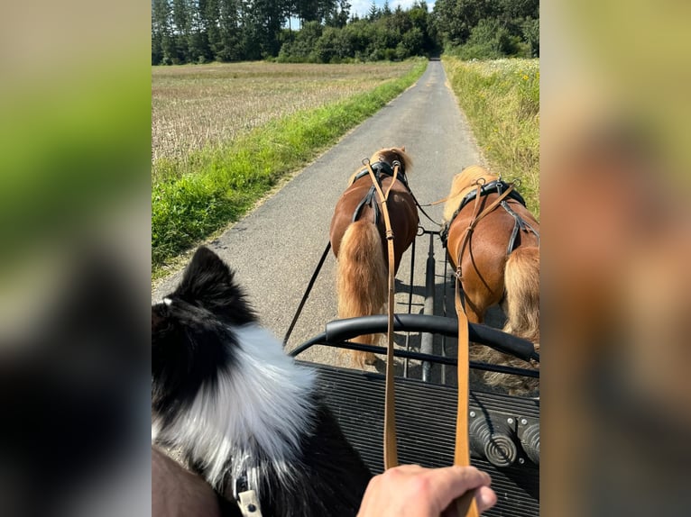 Shetland Castrone 6 Anni Sauro in Kaisersesch