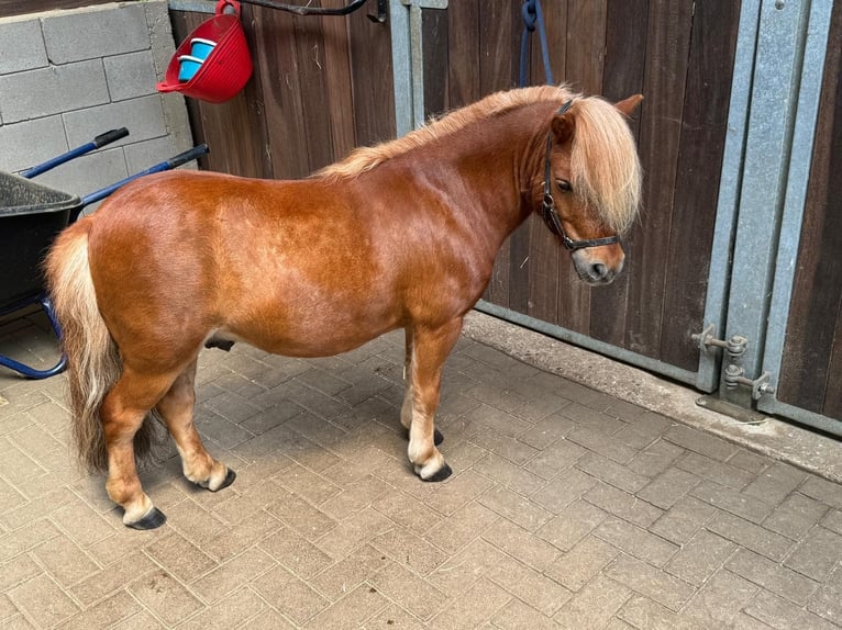 Shetland Castrone 6 Anni Sauro in Kaisersesch