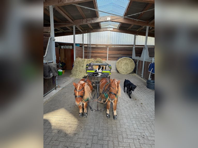 Shetland Castrone 6 Anni Sauro in Kaisersesch