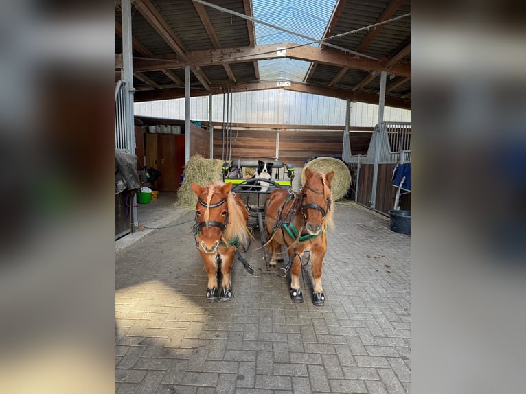 Shetland Castrone 6 Anni Sauro in Kaisersesch