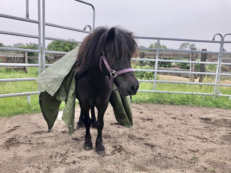 Shetland Castrone 7 Anni 105 cm Baio nero in Köln