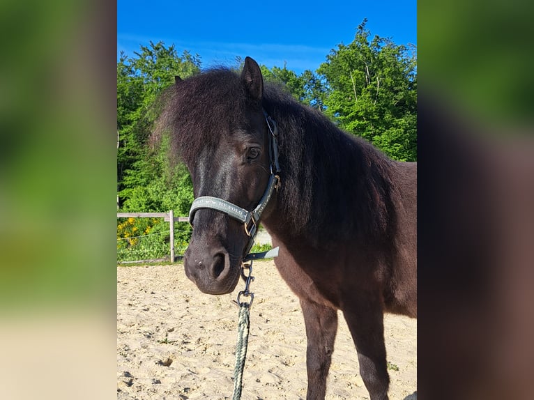 Shetland Castrone 7 Anni 106 cm Morello in Reichshof