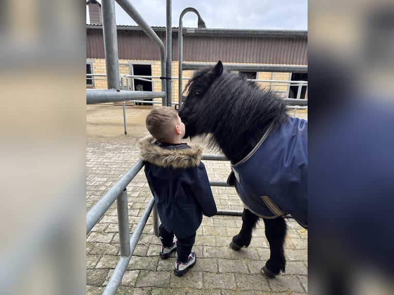 Shetland Castrone 7 Anni 107 cm Morello in Happerswil