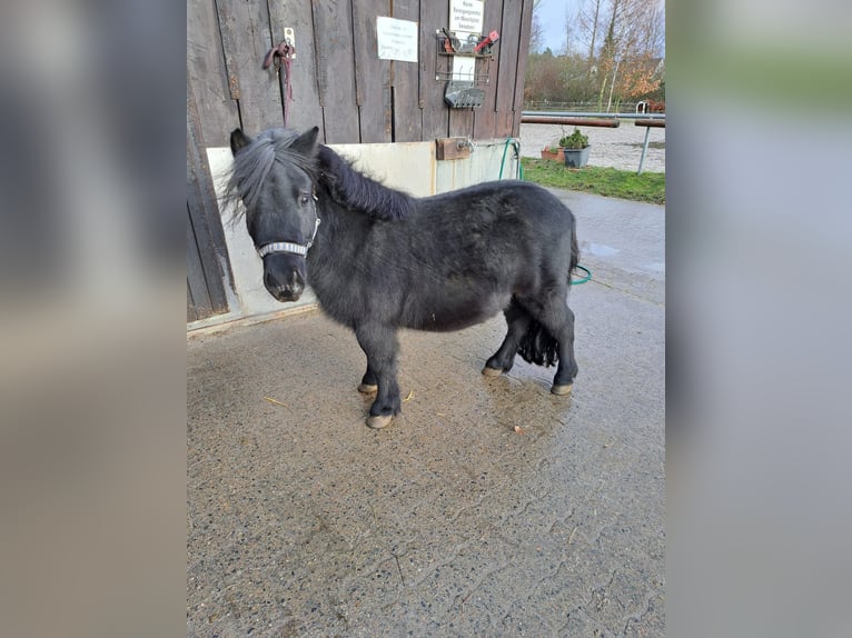 Shetland Castrone 7 Anni 85 cm Baio scuro in Braunschweig