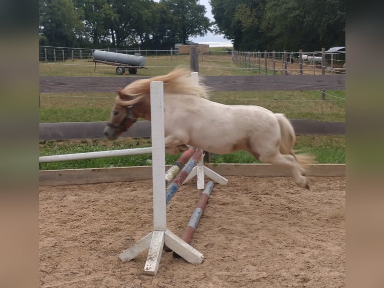 Shetland Castrone 7 Anni 94 cm  in Obergröningen