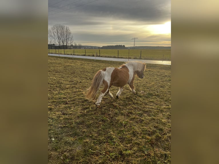 Shetland Castrone 7 Anni 94 cm Pezzato in Neuhausen/Spree