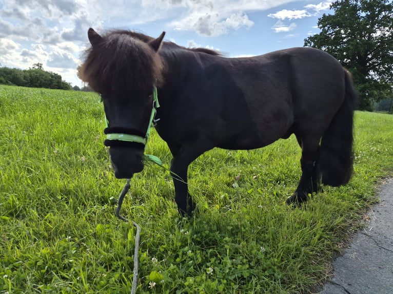 Shetland Castrone 7 Anni 95 cm Morello in Albersloh (Sendenhorst)