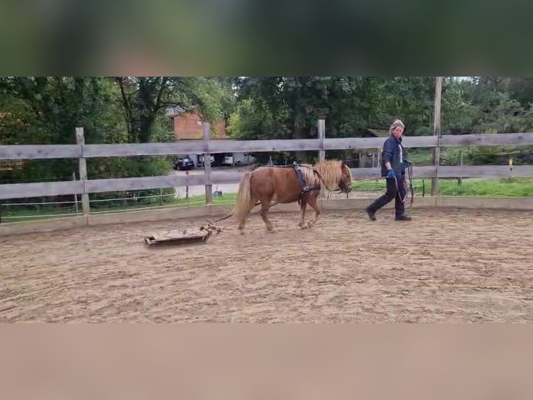 Shetland Castrone 7 Anni 95 cm Pezzato in Obergröningen