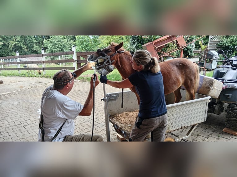Shetland Castrone 7 Anni 95 cm Pezzato in Obergröningen