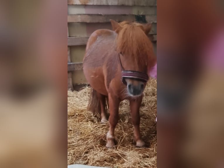 Shetland Castrone 8 Anni 100 cm Sauro in Bornhöved
