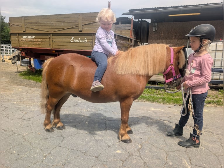 Shetland Castrone 8 Anni 100 cm Sauro in Morsbach