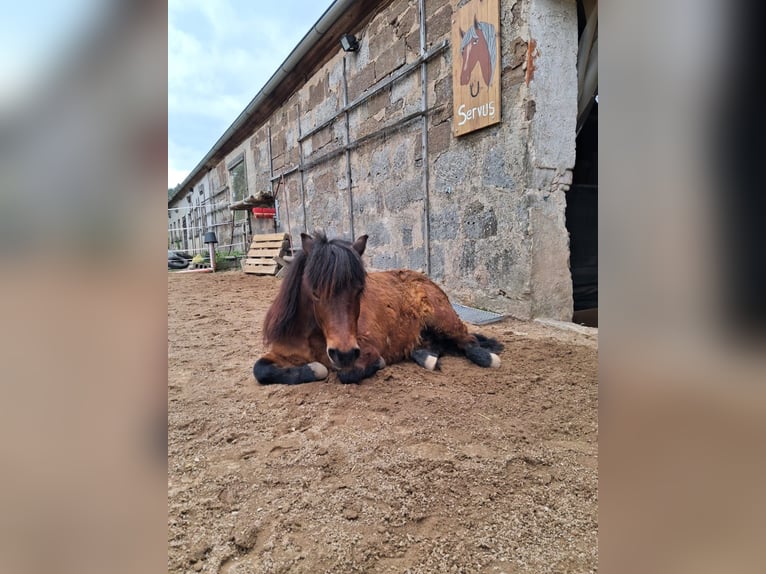 Shetland Castrone 8 Anni 112 cm Baio in Burghaslach