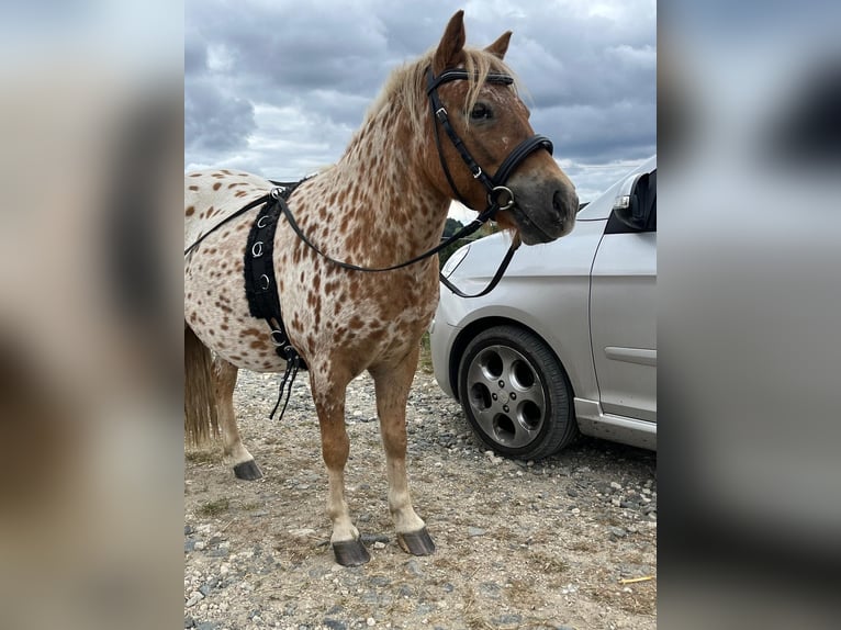 Shetland Castrone 8 Anni 112 cm Leopard in CursdorfSchwarzatal