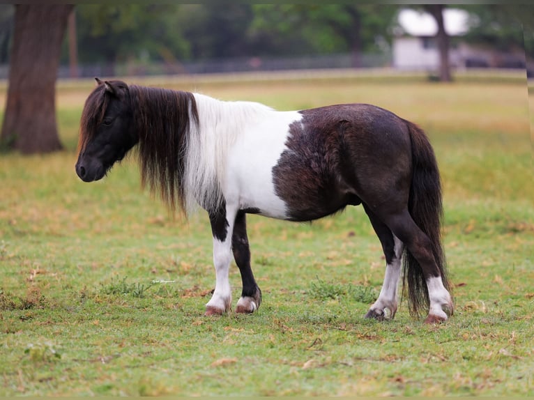 Shetland Castrone 8 Anni 89 cm Pezzato in Weatherford