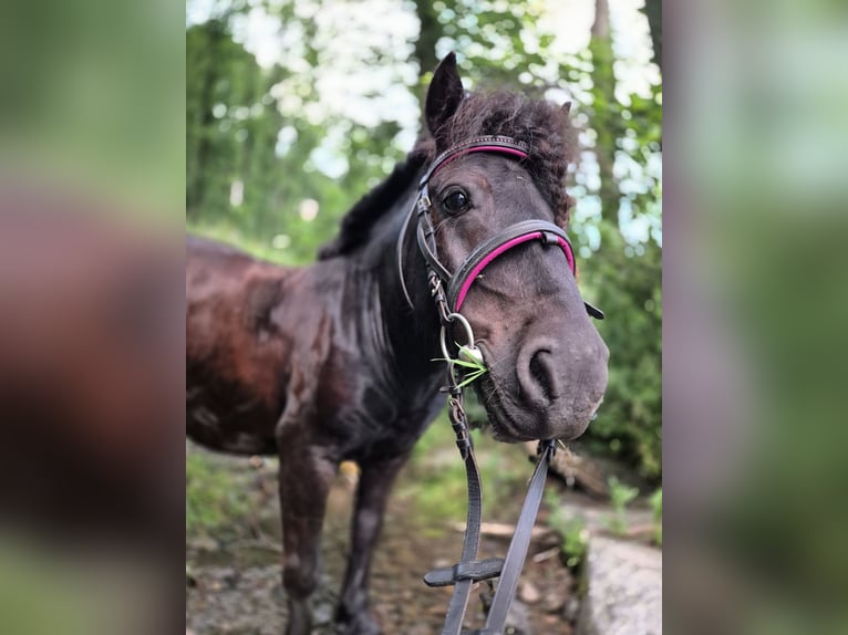 Shetland Castrone 9 Anni 100 cm Morello in Eslohe