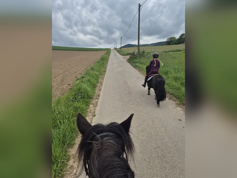 Shetland Castrone 9 Anni 100 cm Morello in Eslohe