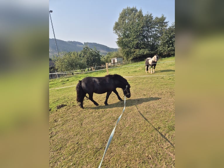 Shetland Castrone 9 Anni 100 cm Morello in Eslohe